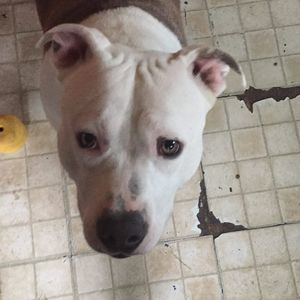 Meet your Posher, Billy